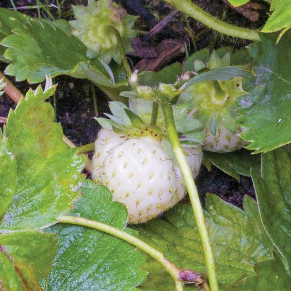 SMITH GARDENS 304PK Hula Berry Annual Plant with White Flowers - (1-Pack)