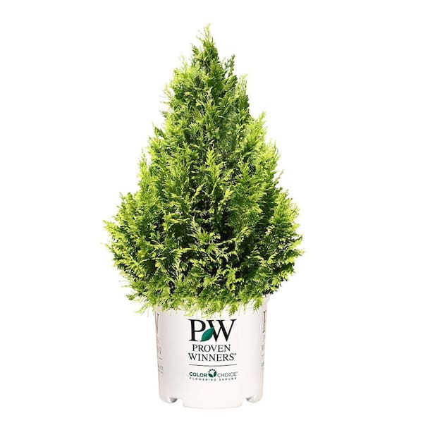 PROVEN WINNERS 2 Gal. Pinpoint Gold Cypress Shrub with Golden Foliage