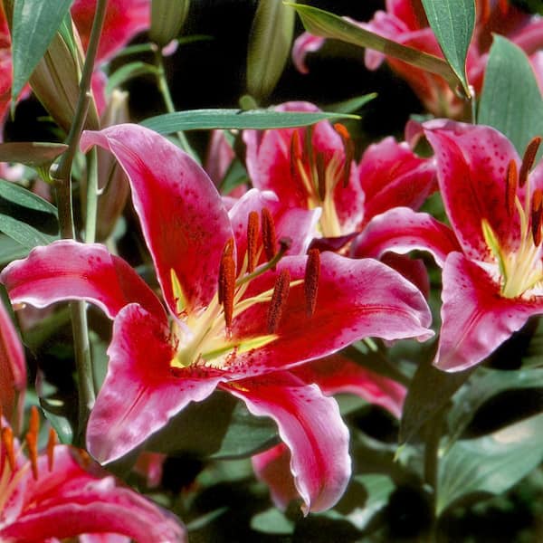 national PLANT NETWORK Lily Stargazer Mixed Bulbs (5-Pack) HD3430