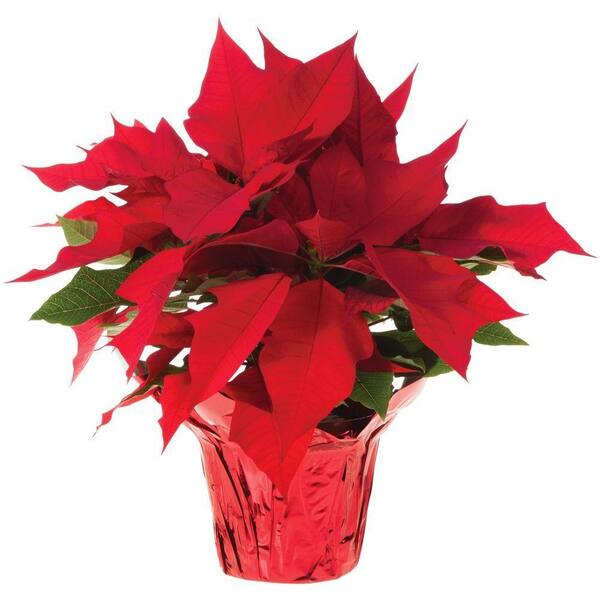 ALTMAN PLANTS 7.5 in. Red Poinsettia Holiday Plant in Square Tremont Planter