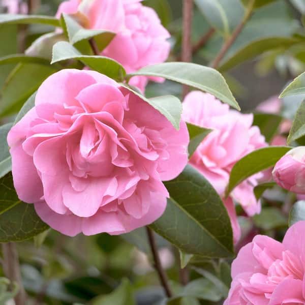 national PLANT NETWORK 3 Gal. Camellia Debutante HD2684 - The Home