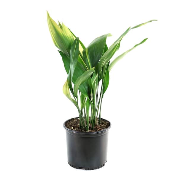 thule agave Thule 901250