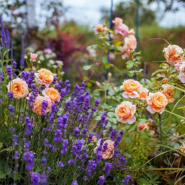 national PLANT NETWORK 2.5 in. Rose Miniature Orange Honey with