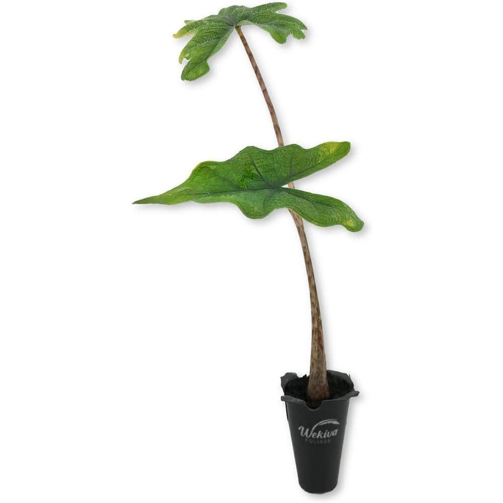 Wekiva Foliage Alocasia Jacklyn-Live Starter Plant in a 2 Inch
