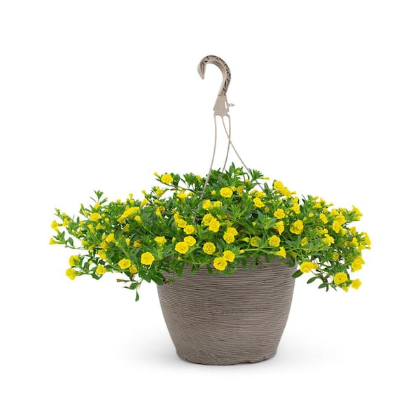 Vigoro 1.8 Gal. Calibrachoa Mini Yellow in 11 in. Hanging Basket