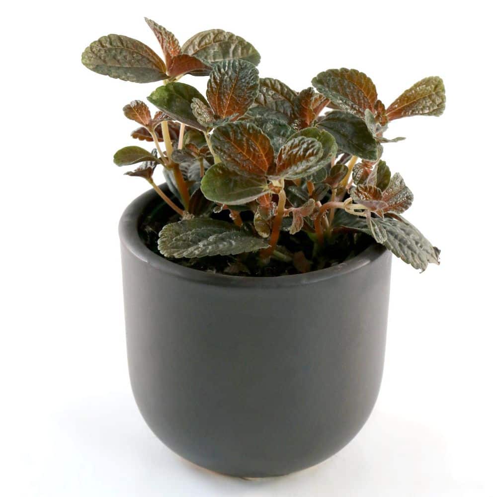 4 in. Pilea Deperssa Chocolate Plant in Grower Container (3-Pack) price history on PriceWatchPro