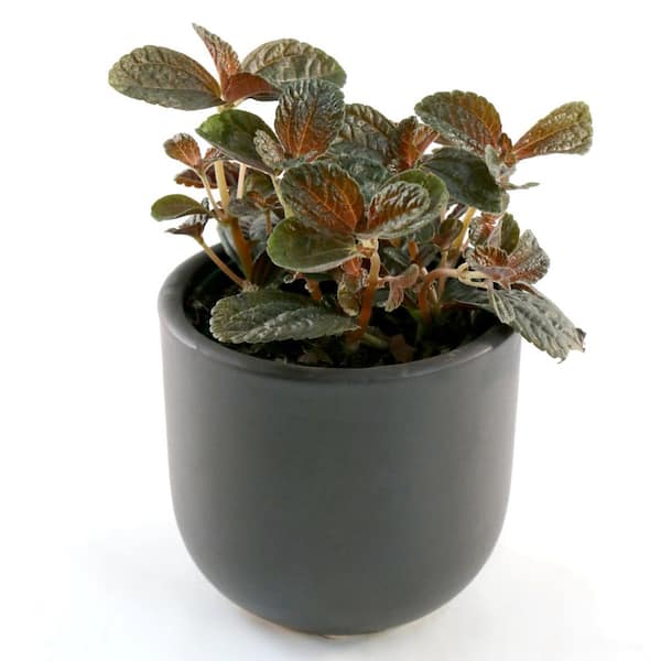 national PLANT NETWORK 4 in. Pilea Deperssa Chocolate Plant in Grower Container (3-Pack)