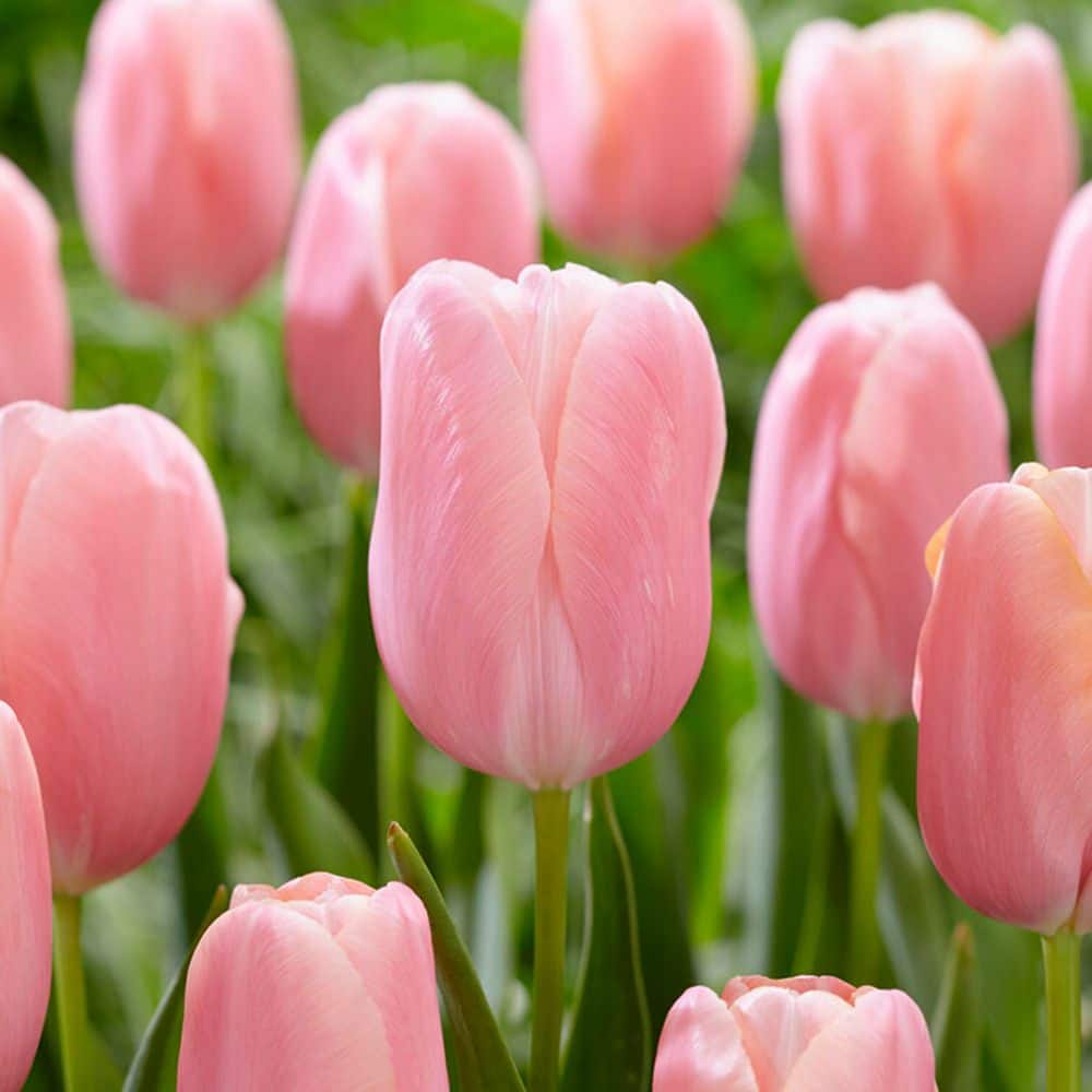 12/+ cm, Single Late Pink Menton Tulip Flower Bulbs (Bag of 25) price history on PriceWatchPro