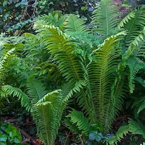 Ostrich Fern Dormant Bare Root Perennial Plant Roots (5-Pack)