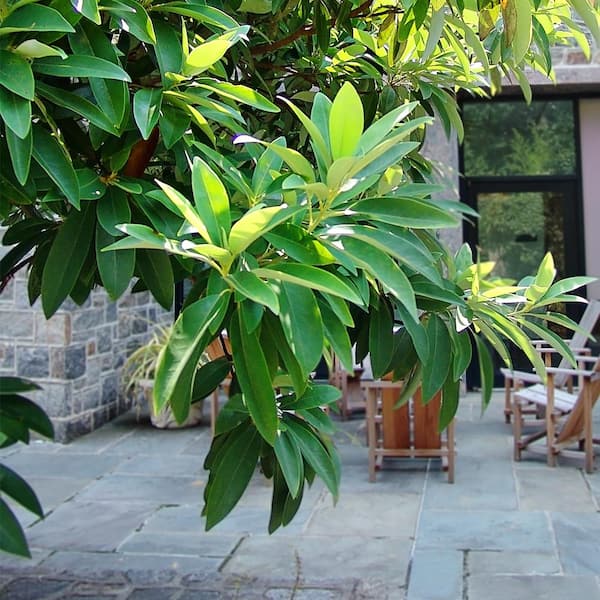 1 Gal. Sweetbay Magnolia Semi-Evergreen Tree with White Flowers