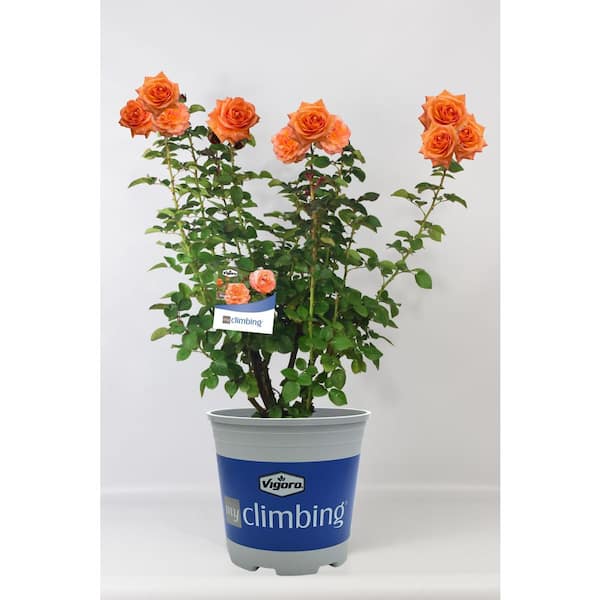 Vigoro 3 Gal. Tangerine Skies Climing Rose with Dark Coral-Orange Flowers