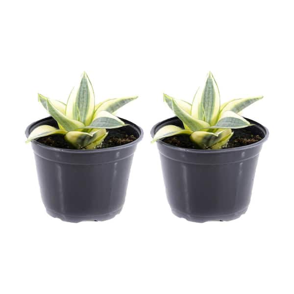 PLANTS BY POST 4 in. Sansevieria Hahnii Plant in Grower Pot (2-Pack)
