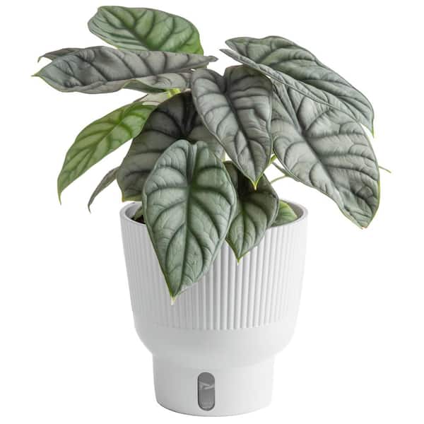 Costa Farms Trending Tropical Alocasia Silver Dragon Indoor Plant in 6 in. Self-Watering Pot