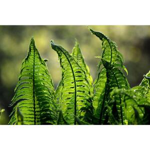 1 Gal. Male Fern Shrub Excellent Lowgrowing and Shade Loving Perennial