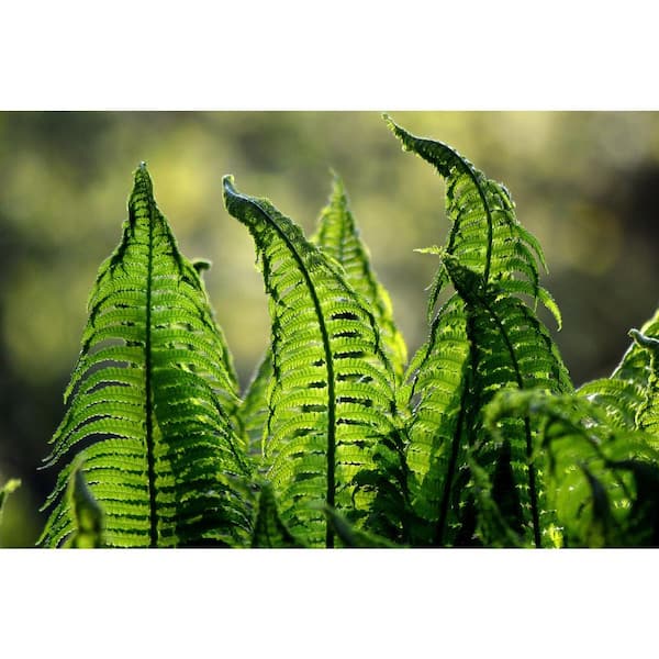 Online Orchards 1 Gal. Male Fern Shrub Excellent Lowgrowing and Shade Loving Perennial