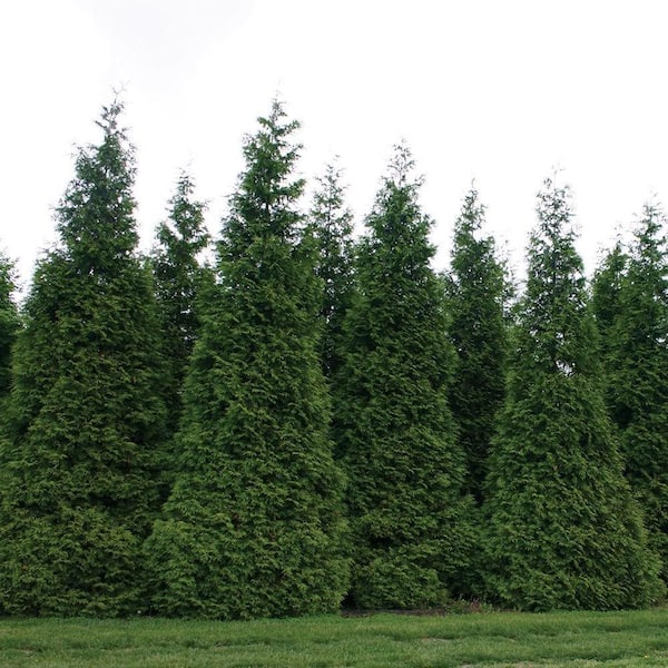 7 Gal. Green Giant Arborvitae (Thuja) Live Evergreen Shrub (1-Pack)