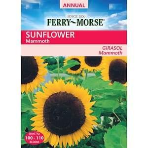 Sunflower Mammoth Seeds