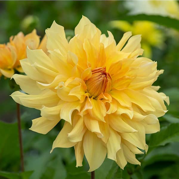 VAN ZYVERDEN Dahlias Big Brother Bulbs (Set of 5)