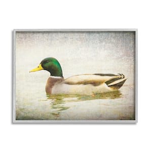 Peaceful Mallard Duck Bird Swimming Water Detailed by Daniel Sproul Framed Animal Art Print 20 in. x 16 in.