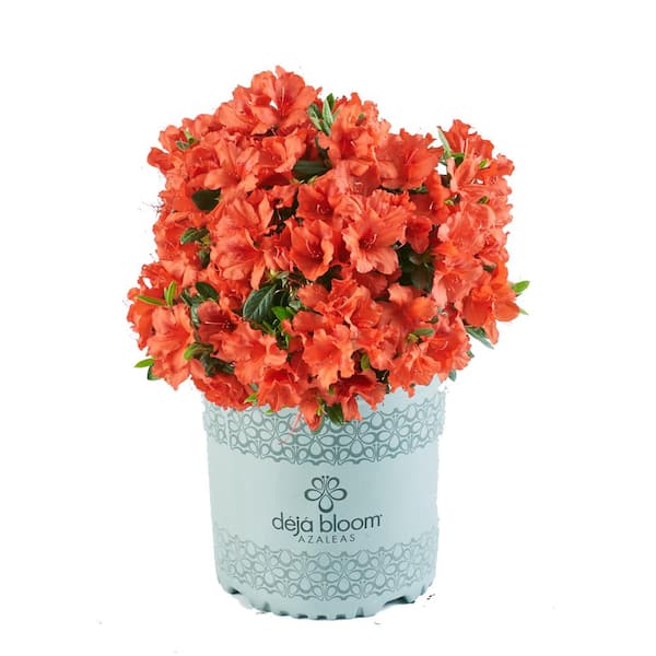 SEASON TO SEASON 2.5 Qt. Red Tiara Azalea Flowering plus Shrub with Pink Blooms