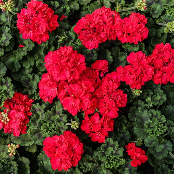 Vigoro 1.71 Pint Red Zonal Geranium Plant 2203 - The Home Depot