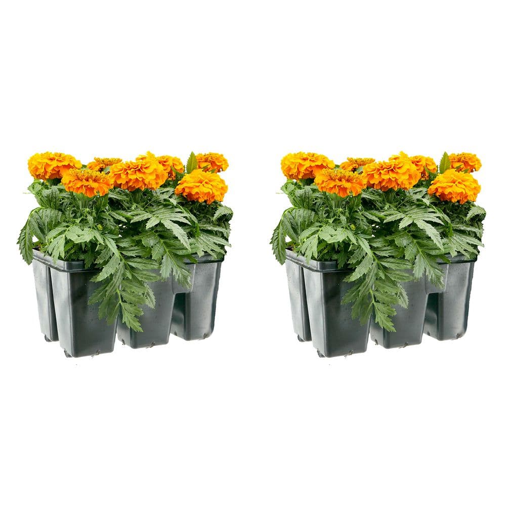 6PK Marigold Deep Orange Annual Plant with Orange Flowers-2 Pack