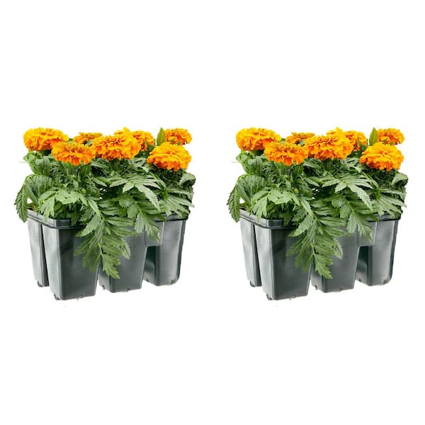 Unbranded 6PK Marigold Deep Orange Annual Plant with Orange Flowers-2 Pack