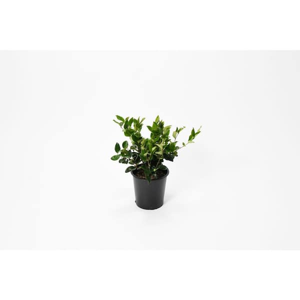 2.5 Qt. Ligustrum Waxleaf Texanum Privet Shrub Plant