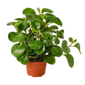 Peperomia Thailand Peperomia Obtusifolia Plant in 6 in Grower Pot