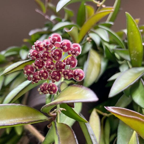 フラワー・ガーデニング uyiyiytiy national PLANT NETWORK 4 in. Hoya Wayetii Tricolor Plant in Grower