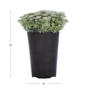 2.5 Qt. Silver Mound Mugwort Wormwood Plant