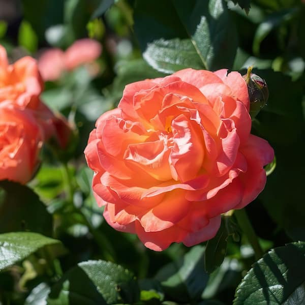3 gal. Knock Out Rose Orange Glow