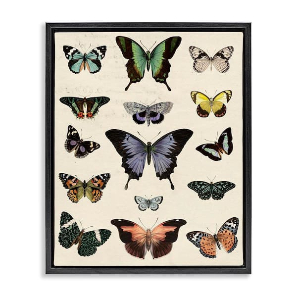Stupell Industries Varied Vintage Butterflies by Susan Arnot Black Floater Frame Animal Graphic Art Print 31 in. x 25 in.
