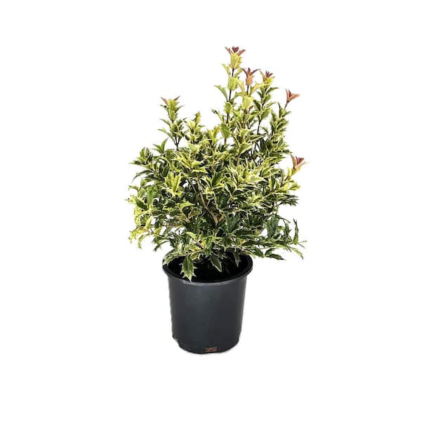 2.5 qt. Osmanthus False Holly Tea Olive (Osmanthus h. 'Goshiki