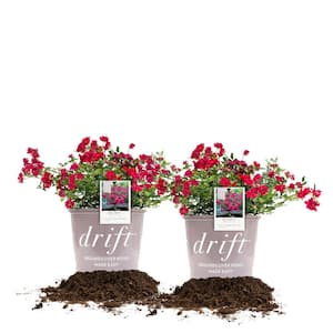 1 Gal. Red Drift Rose Bush with Red Flowers (2-Pack)