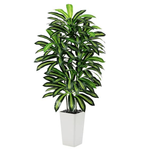 sweet potato vine indoor plant Sweet Caroline Sweetheart Shadowstorm Sweet Potato Vine