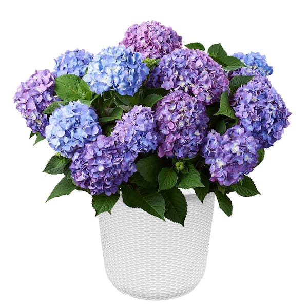 2 Gal. BloomStruck Bigleaf Hydrangea Flowering Shrub, Blue or Purple Flowers in Decorative Container