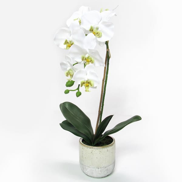 Luxury Phalaenopsis Orchids in Round Ceramic Pot