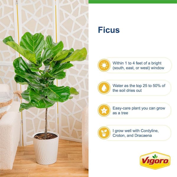 Ficus Lyrata Fiddle Leaf Fig Indoor Plant in 12 in. Decor Pot, Average Shipping Height 54-72 in. Tall