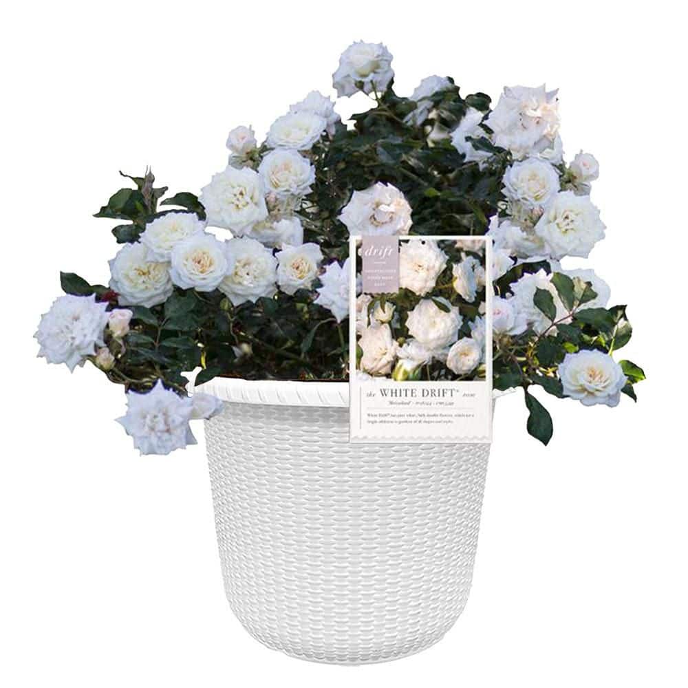 Drift 2 Gal. White Rose Plant with White Flowers in Decorative