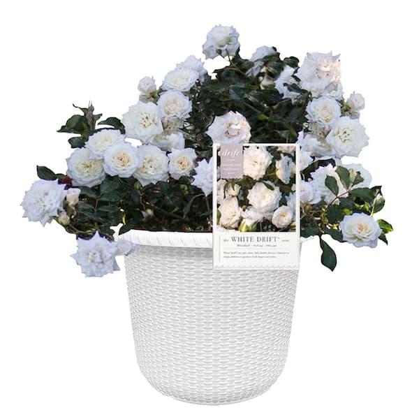 Drift 2 Gal. White Rose Plant with White Flowers in Decorative ...