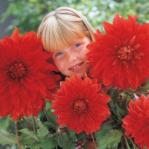 Breck's Red Flowers The Big Wow Dinner Plate Dahlia Bulbs (5-Pack)