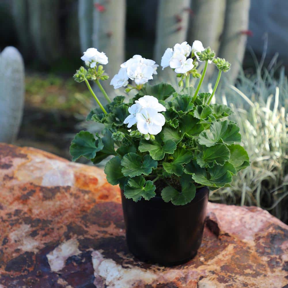 White Geranium Zonal Outdoor Flowering Plant in 1 Gallon Container