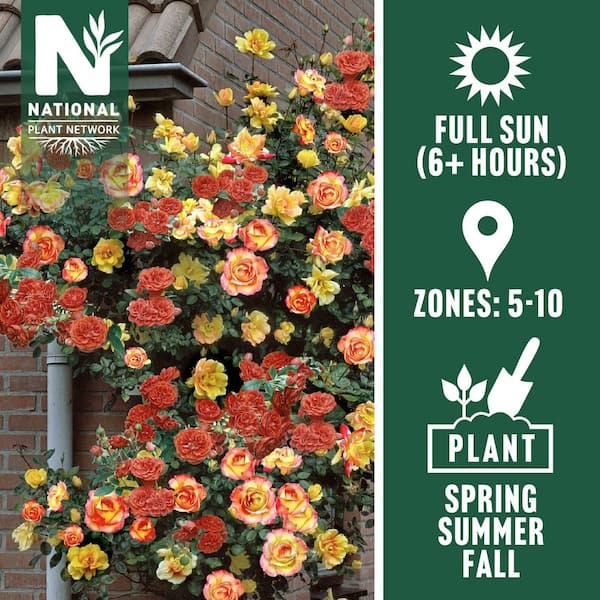 Bare Root Rose Climbing Joseph's Coat with Orange Flowers (2-Pack)