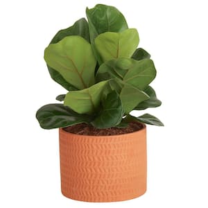 Little Fiddle Leaf Fig Indoor Plant in 6 in. Ceramic Planter, Avg. Shipping Height 10 in. Tall