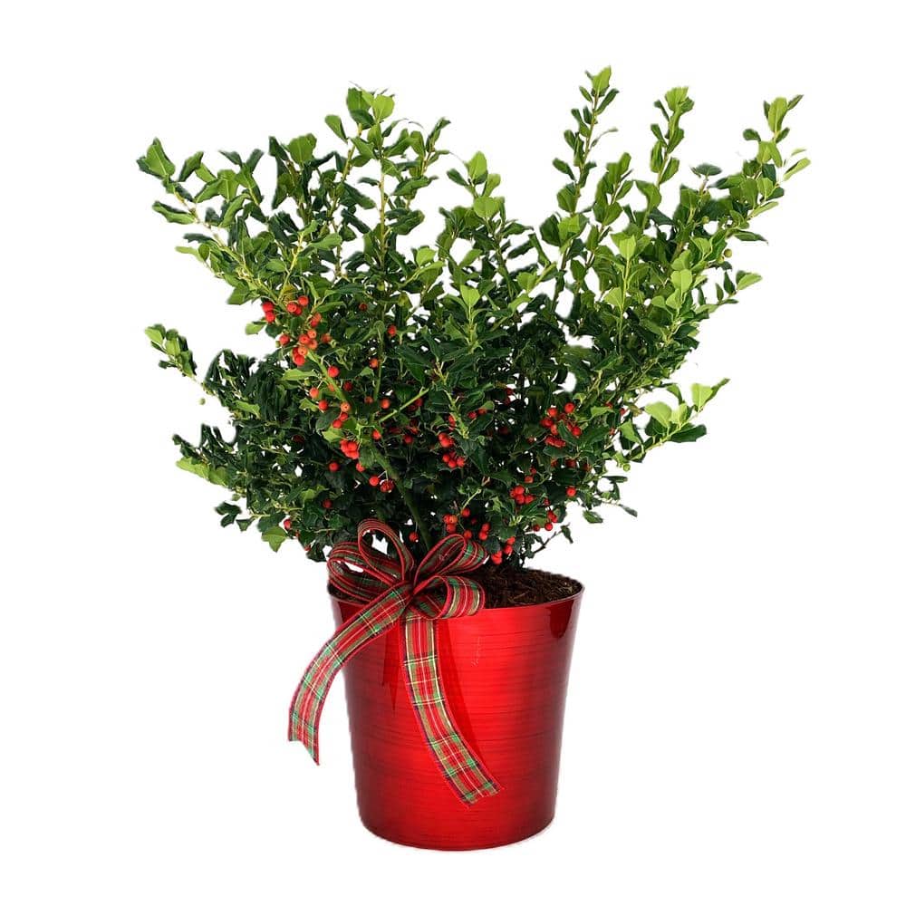 10 in. Holiday China Girl Holly Live Shrub in Red Decorative Pot with a Hol