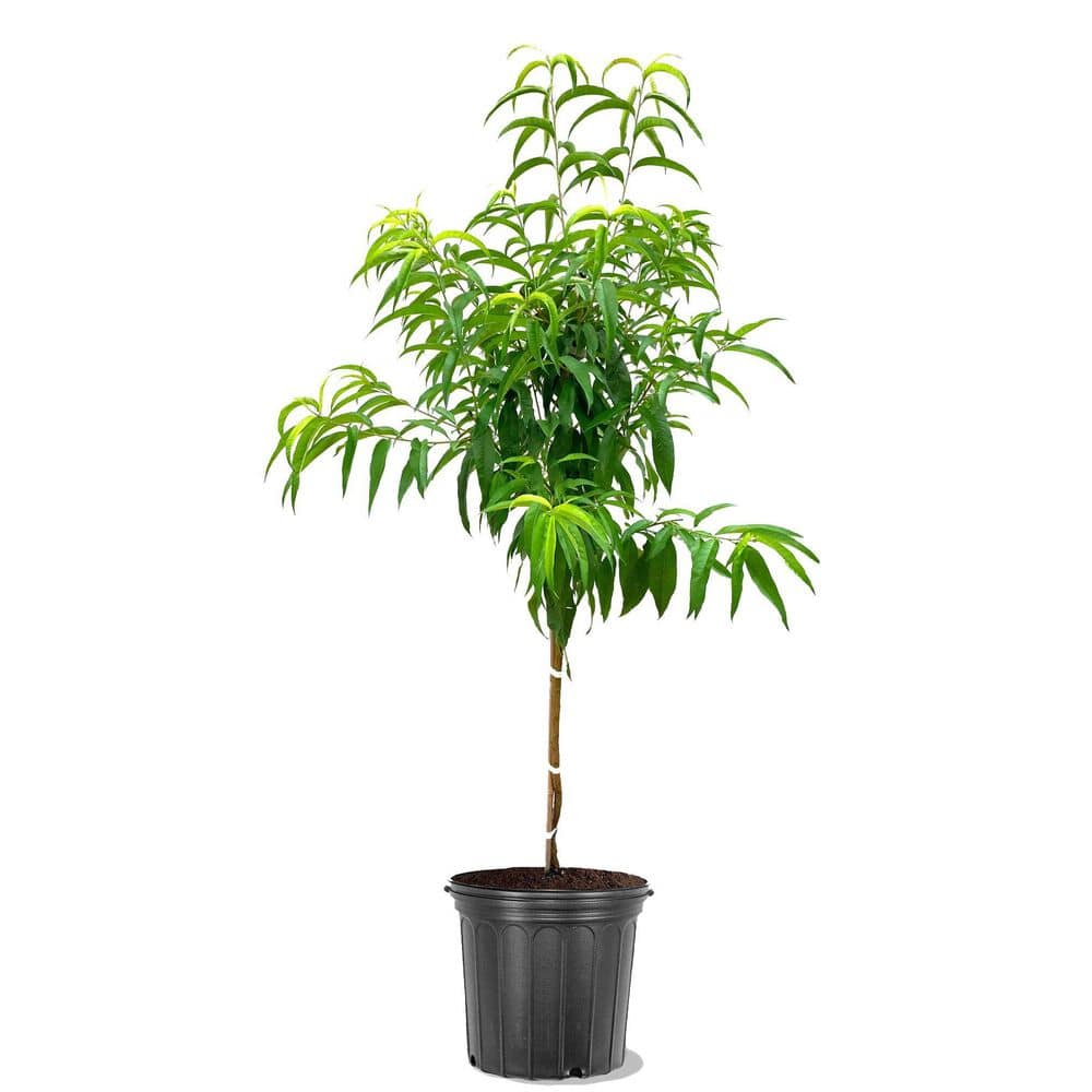 7 gal. Flw Red Peach Fruit Tree PCFRED07G - The Home Depot
