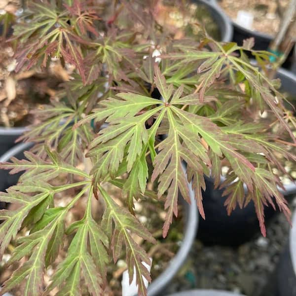 1 gal. Orangeola Deciduous Laceleaf Japanese Maple Tree MAPJOR01GH