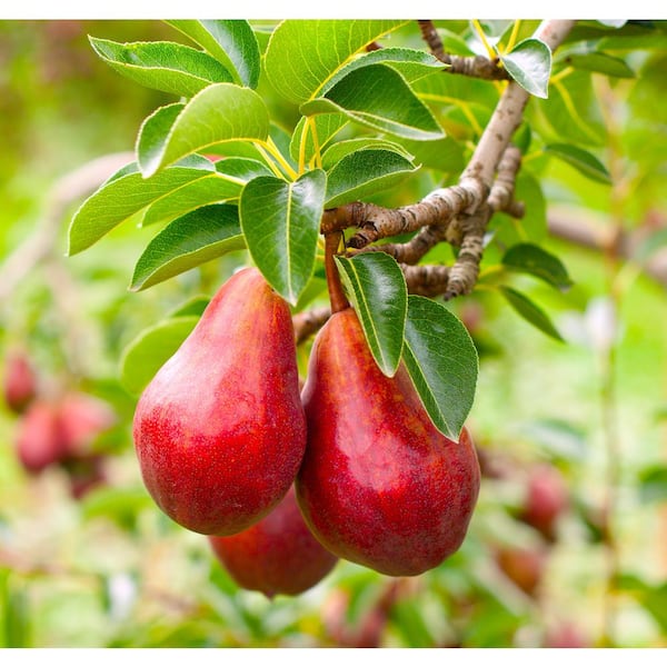 Fresh Bosc Pears, 3 lb Bag