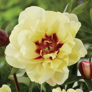 Itoh Peony Yellow Waterlily Set of 1 Root